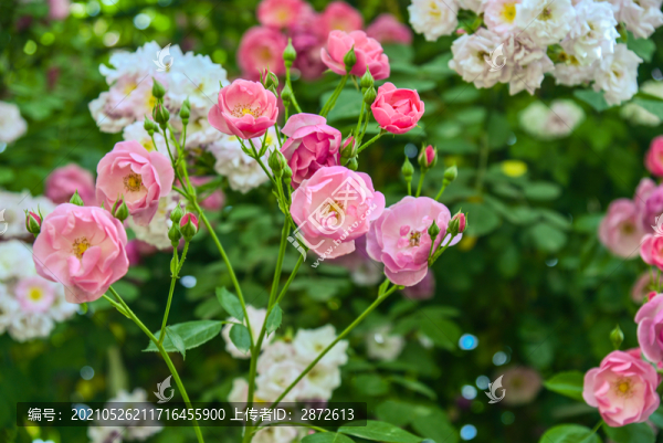 薔薇