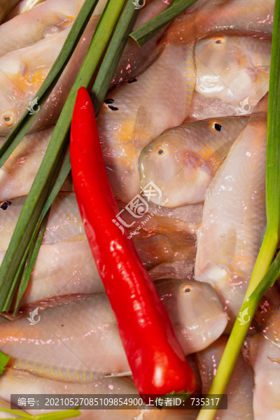 鸚鵡魚
