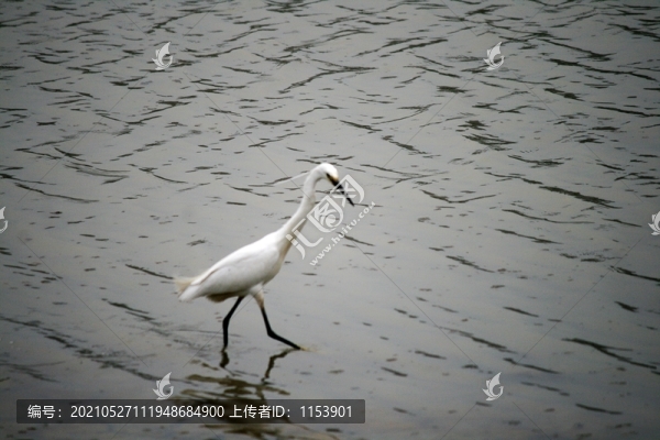 白鷺