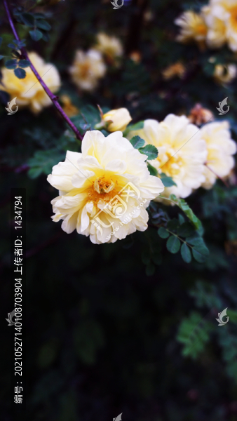 花