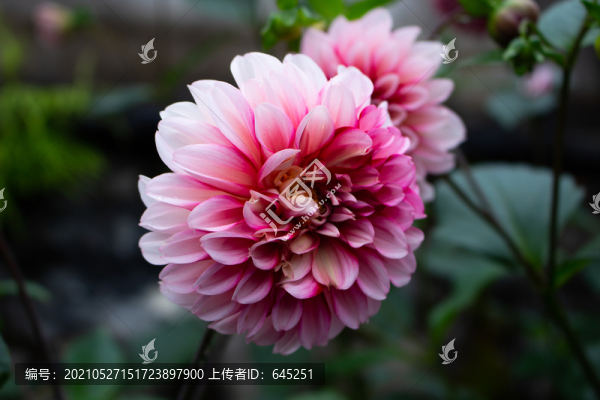 大麗花東洋菊