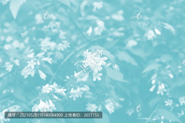 植物背景