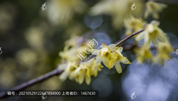 臘梅