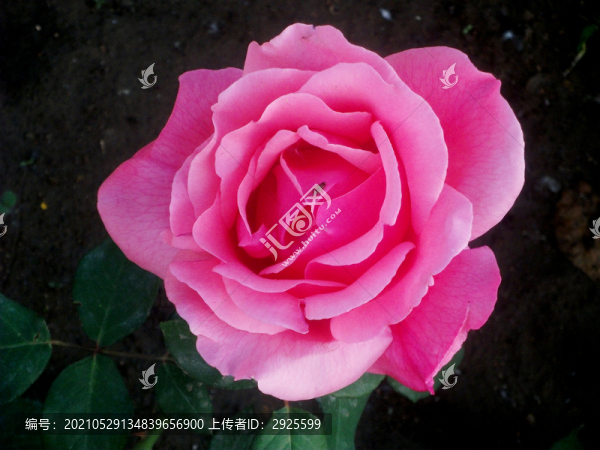 月季花