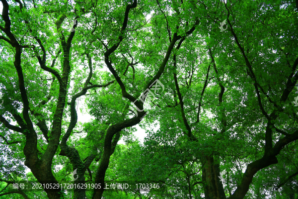樟樹