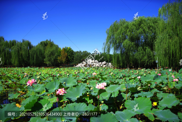 東升八家郊野公園