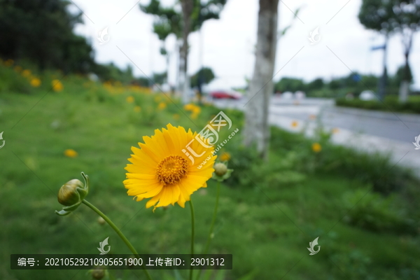 波斯菊美麗