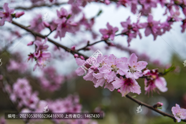 桃花