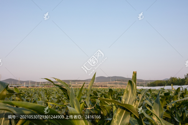 玉米地