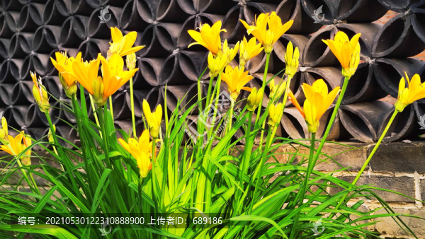 萱草