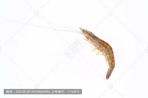 基圍蝦