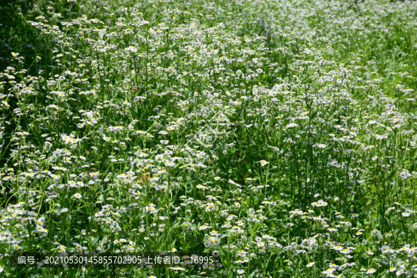 野菊花