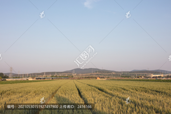 小麥