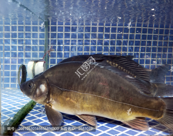 裸斑魚