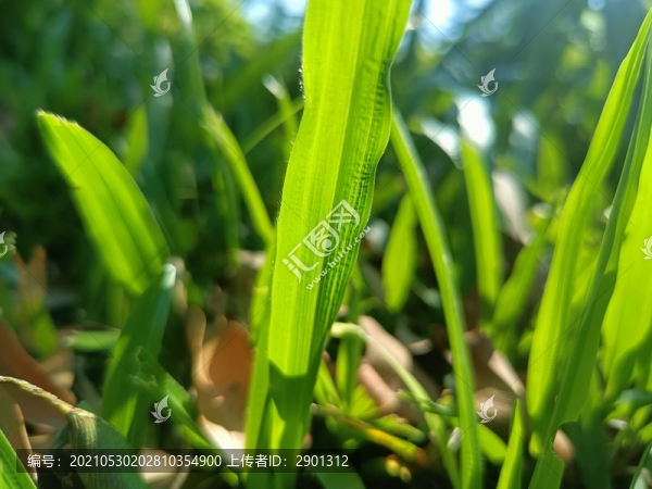 野草雜草