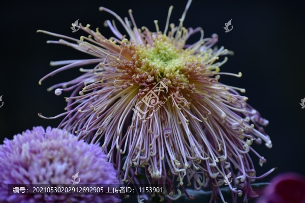 菊花