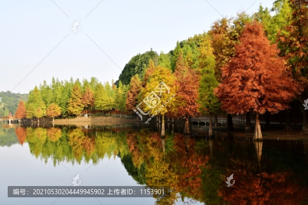 落羽杉