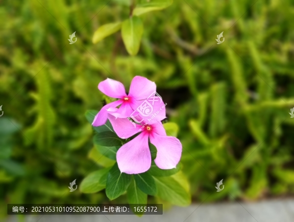 花