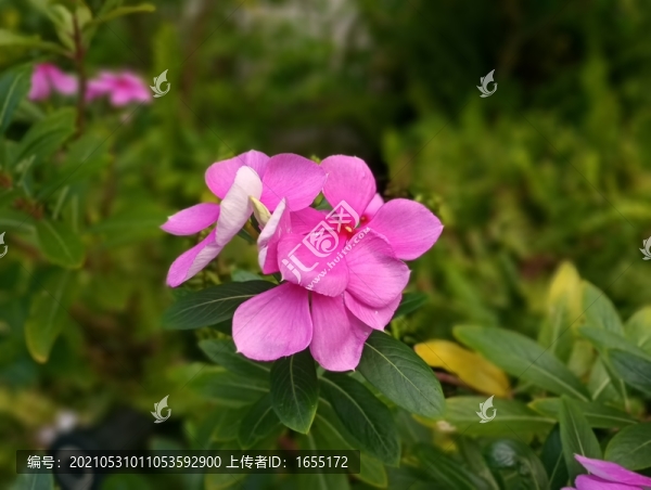 花