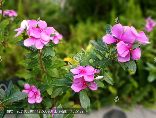 花