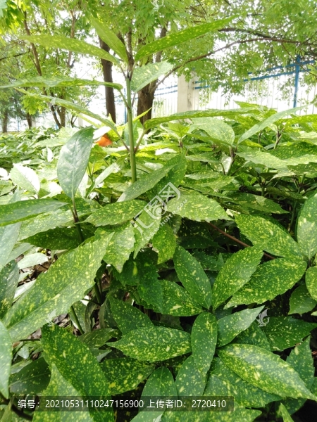 花葉青木