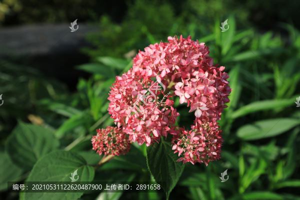 繡球花