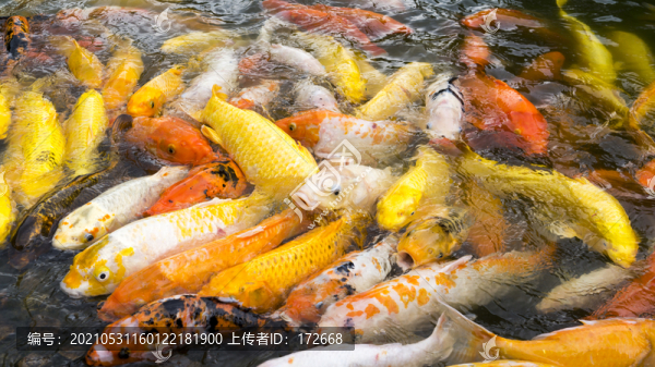 一群錦鯉