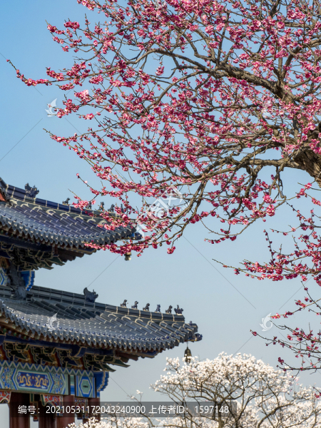 梅花山春色