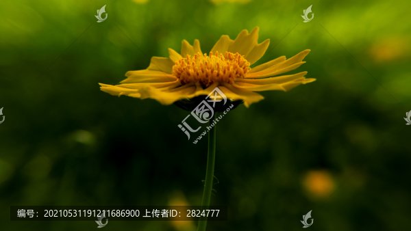 金雞菊