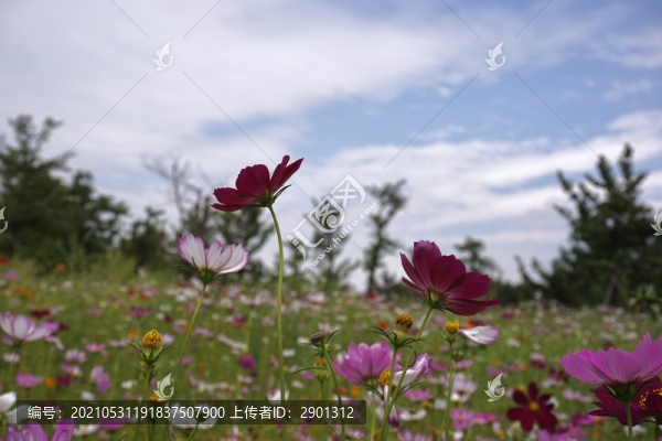 波斯菊格?；ê? title=