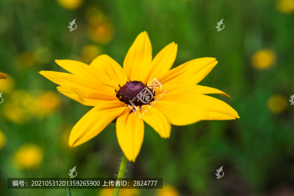 金光菊