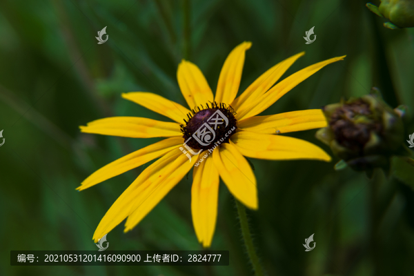 金光菊