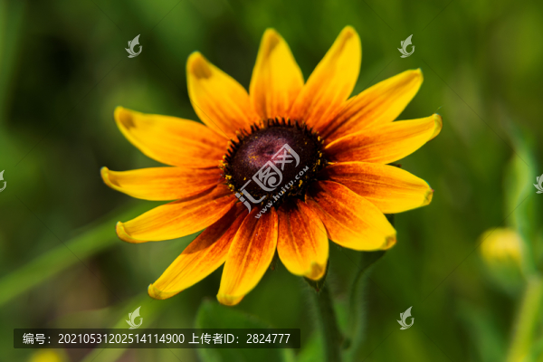 黑心金光菊