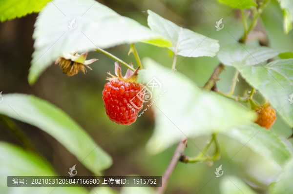 覆盆子