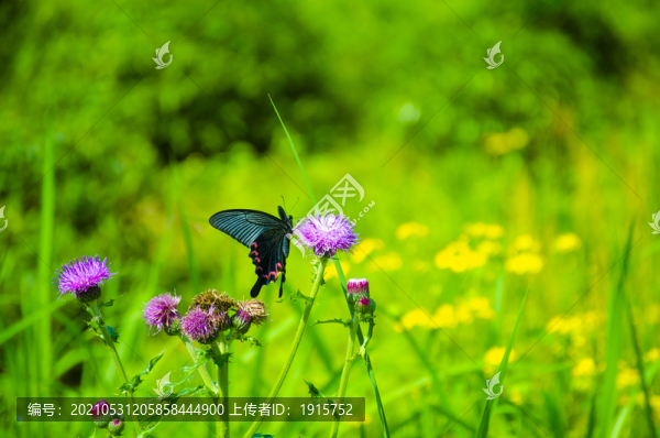 蝴蝶