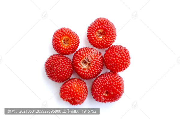 蓬蘽泡泡
