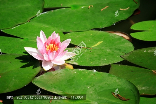 睡蓮