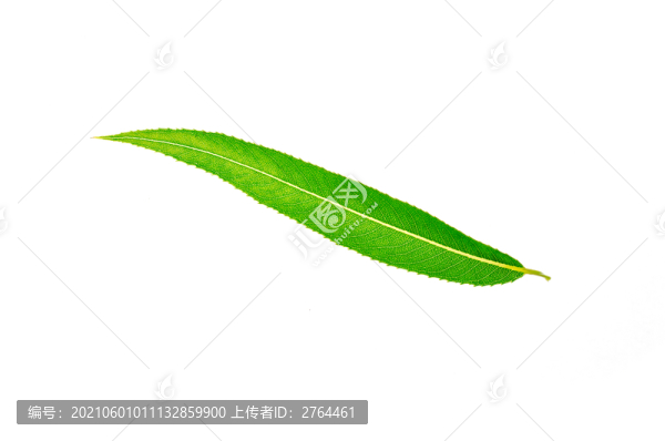 白色背景下的柳樹(shù)葉子