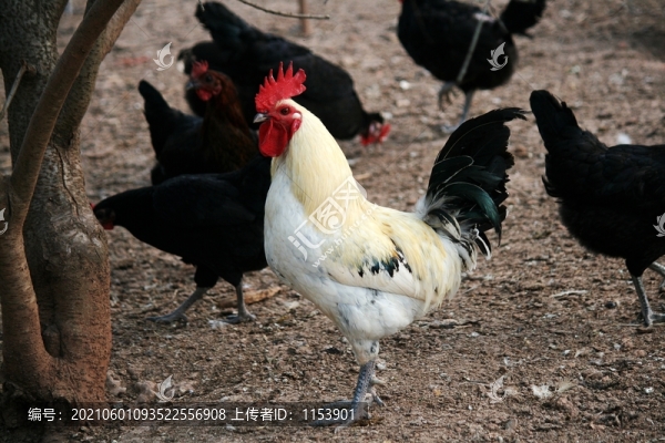 農(nóng)家土雞