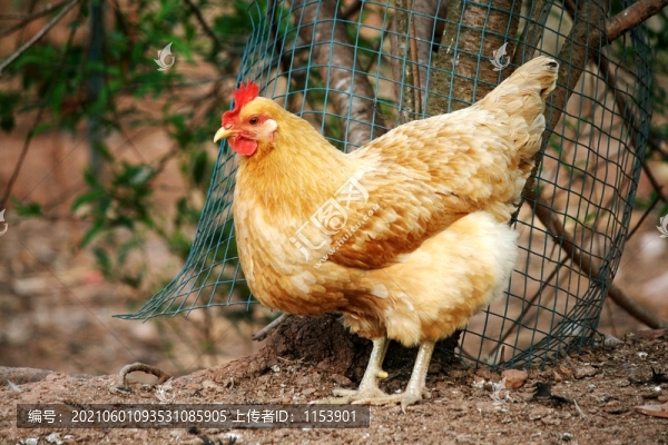 農(nóng)家土雞