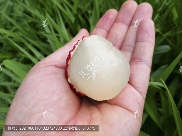 大荔枝果肉圖