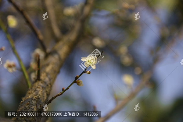 梅花