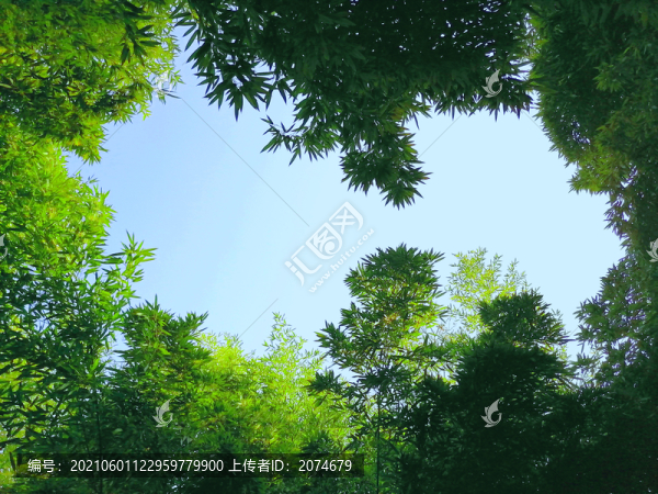 仰望樹葉天空