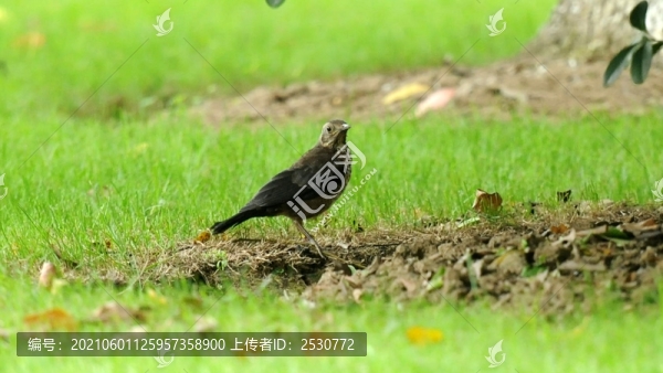 城市綠地上的鶇鳥