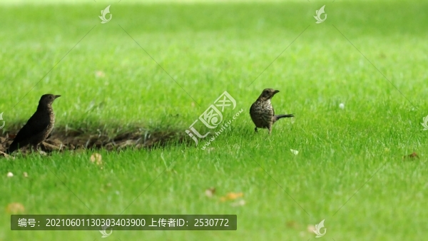 城市綠地上的鶇鳥