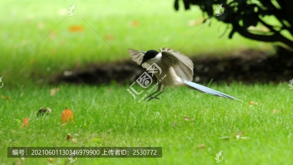 灰喜鵲