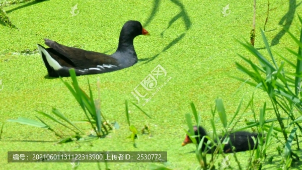 黑水雞