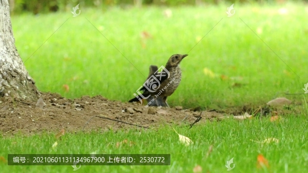 城市綠地上的鶇鳥
