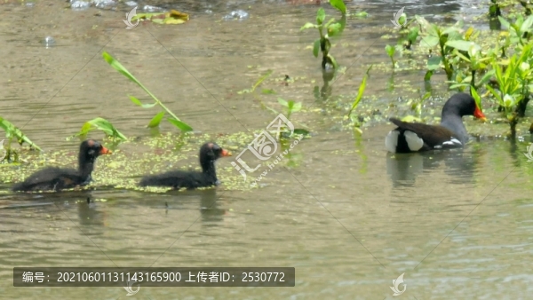 黑水雞