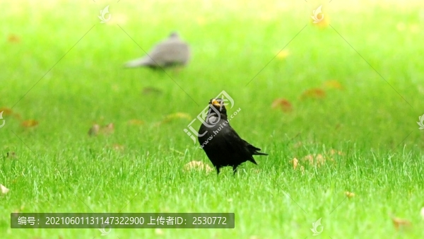 黑鶇
